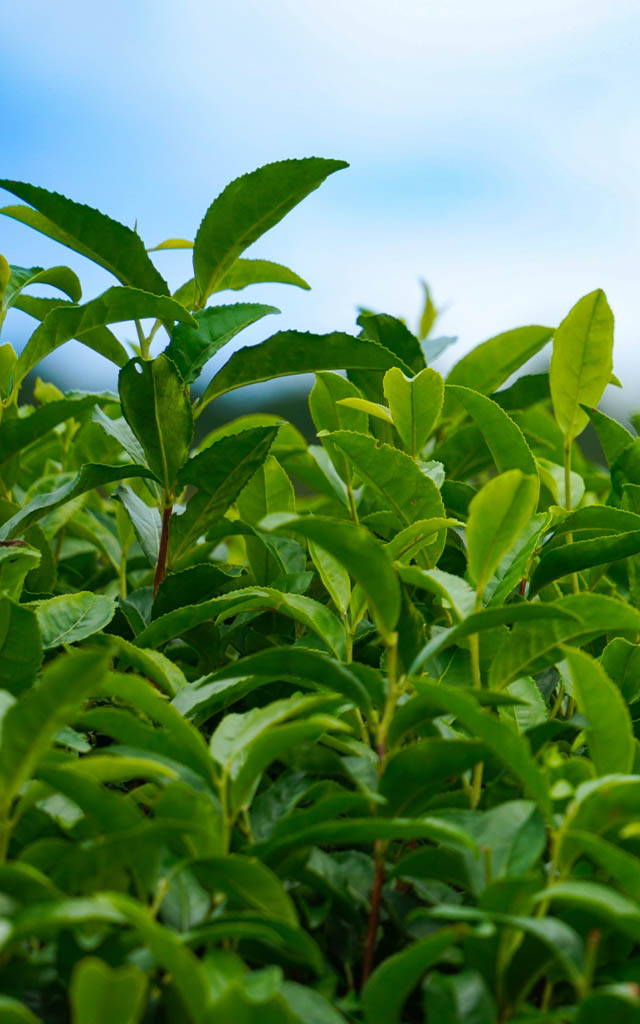 10年先の日本茶業のスタンダードを目指して